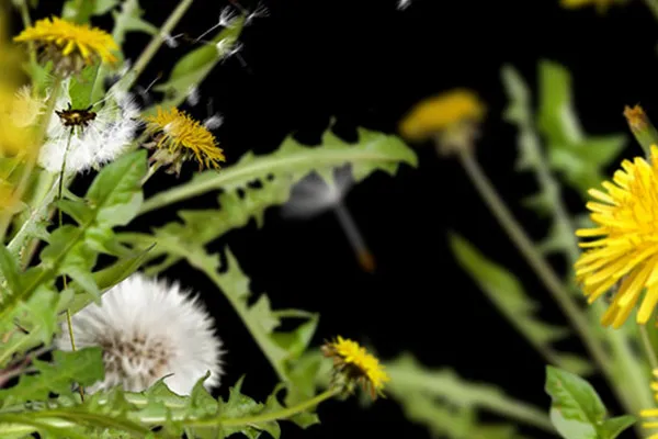 Images of dandelions against a transparent background