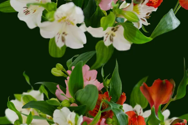 Bilder von Inkalilien (Alstromerien): Blüten-Arrangements für florale Rahmen und Ecken