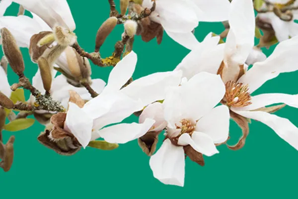 Images with blossoms of white magnolias against a transparent background