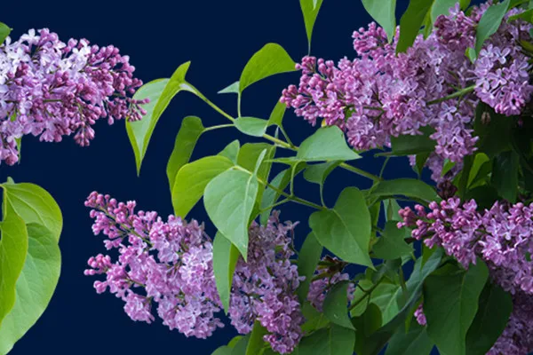 Images with lilacs on stems and with leaves against a transparent background