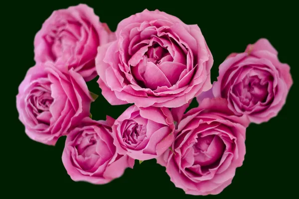Rosa Rosen: mehrere Blüten