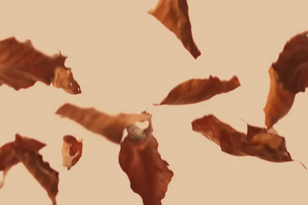 High-resolution images, textures & overlays: falling fall leaves 4
