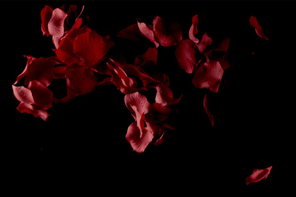 Images de haute résolution, textures et superpositions : pétales de roses rouges tombantes 5