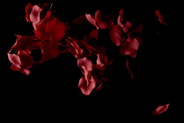 Hochaufgelöste Bilder, Texturen & Overlays: fallende Rosenblätter von roten Rosen 5