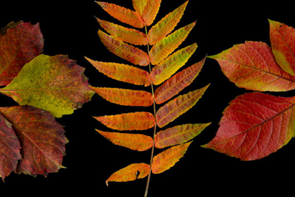Photos d'automne de feuilles détachées : encore presque vertes, maintenant déjà de couleur feuille