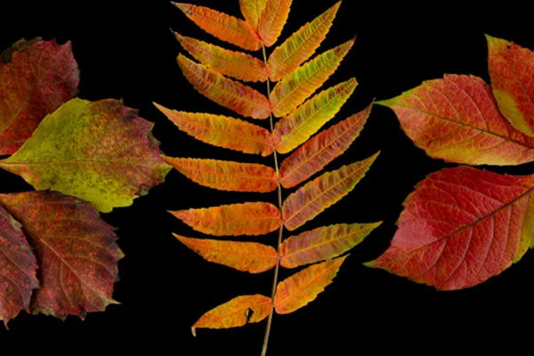 Cropped autumn leaf photos: almost still green, now already foliage-colored