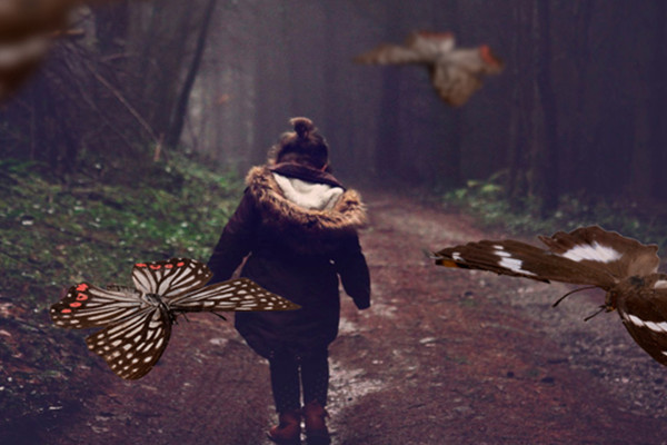 Papillons : 25 images en tant que superpositions - Version 5