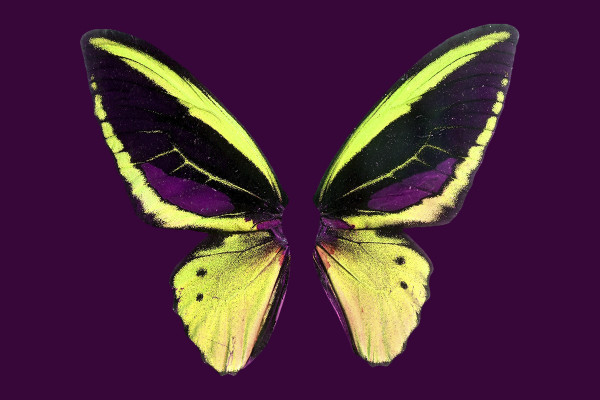 Fantásticas fotos de alas de mariposa encantadoras