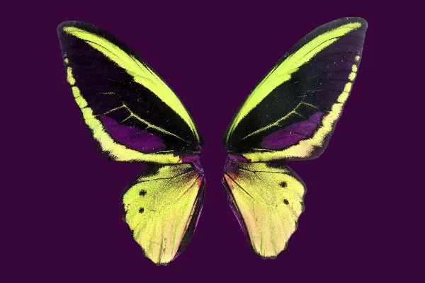 Fantastische Flügel-Bilder mit bezaubernden Schmetterlingsflügeln