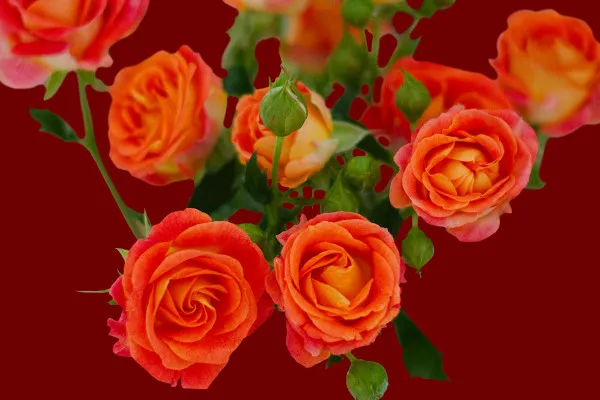 Bilder von rotgelben Rosen: Blüten und Sträuße