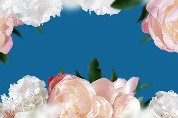 Florale Rahmungen mit Rosen und Hortensien: Blumen-Bilder für deine Fotos