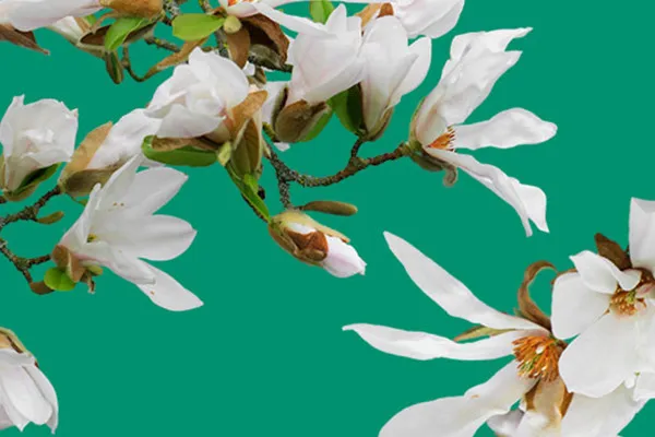 Images with blossoms and falling petals of white magnolias