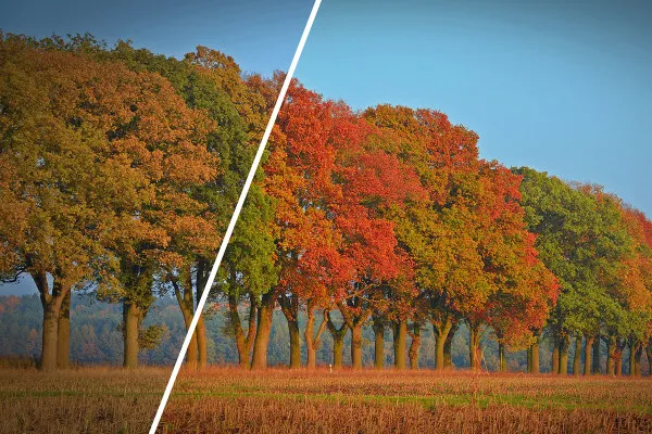 Preimpostazioni Camera Raw per fotografi e grafici: Autunno.