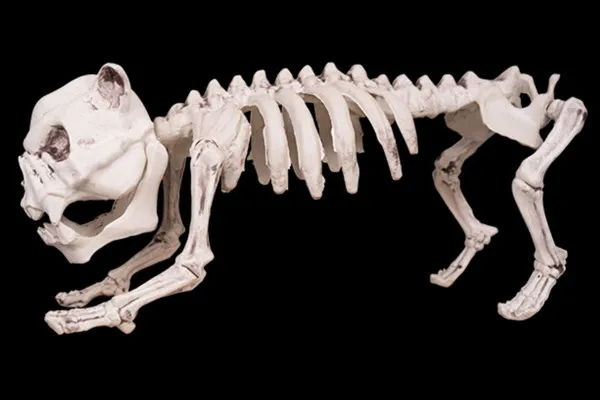 Bilder für Horror und Halloween – 5 Knochenhunde und Schädel