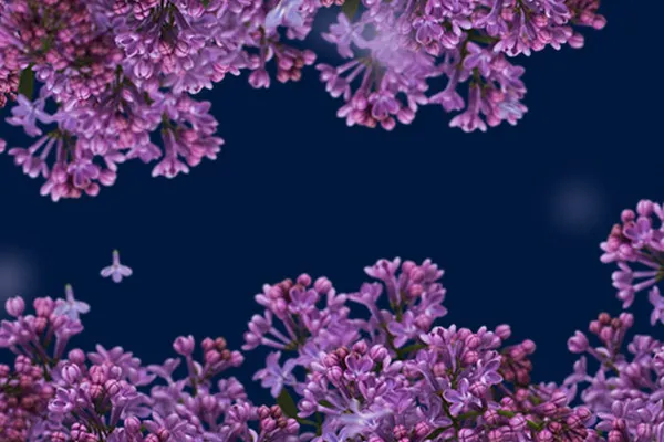 Images with lilacs against a transparent background
