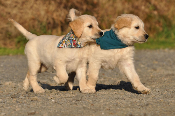 Fotografía de animales parte 06: Fotografía de perros
