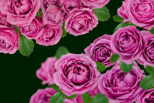 Pink roses: Frame