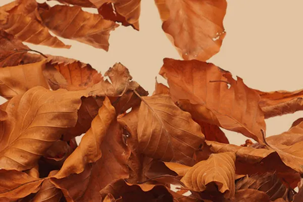 Hochaufgelöste Bilder, Texturen & Overlays: Herbstblätter, Laubhaufen 5