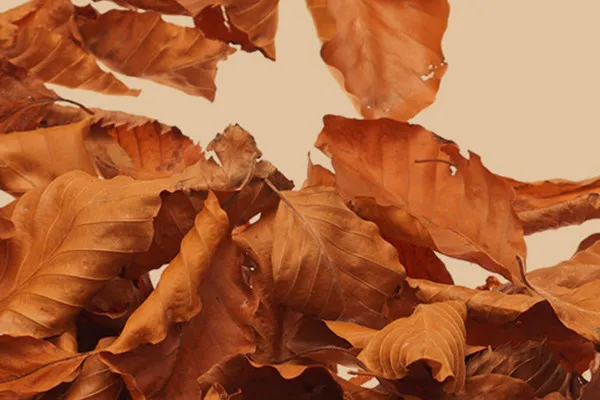 High-resolution images, textures & overlays: Autumn leaves, piles of leaves 5
