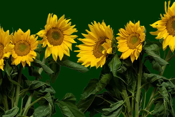 Bilder mit Sonnenblumen am Stängel und fallenden Blütenblättern