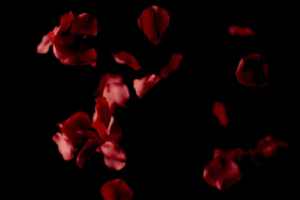 Images haute résolution, textures et superpositions : pétales de roses rouges qui tombent 6