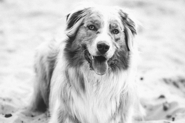 Affinity Photo macro: Black and white conversion "Cold"