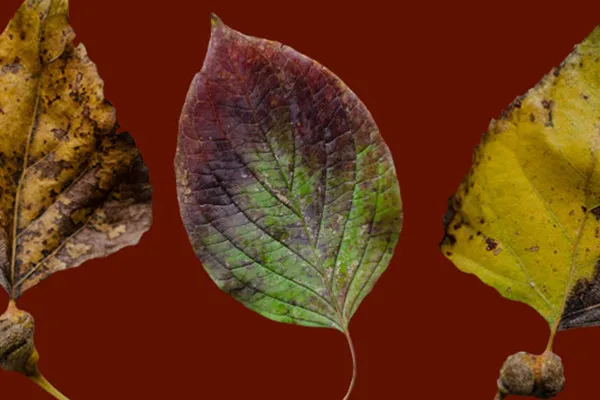 Freigestellte Herbstblätter-Fotos: von Grün und Gelb zu Dunkelbraun