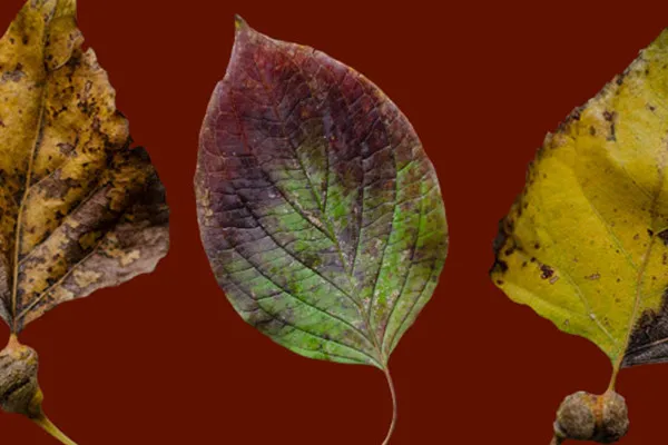 Cropped fall leaf photos: from green and yellow to dark brown