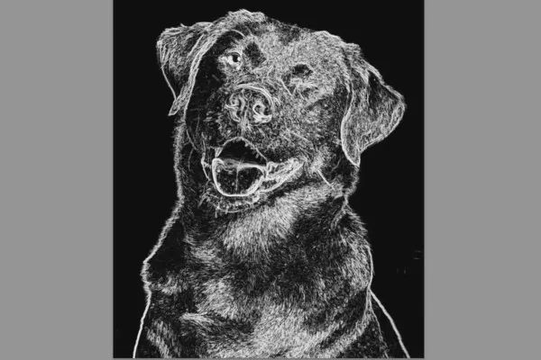 Schritt für Schritt: Hundeporträts im Studio – 6 Grundbearbeitung in Lightroom