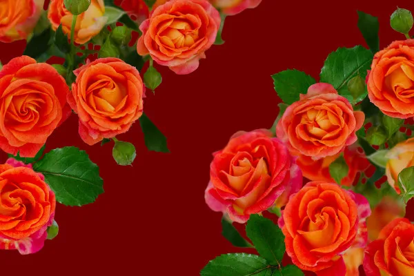 Pictures of red-yellow roses: floral frames