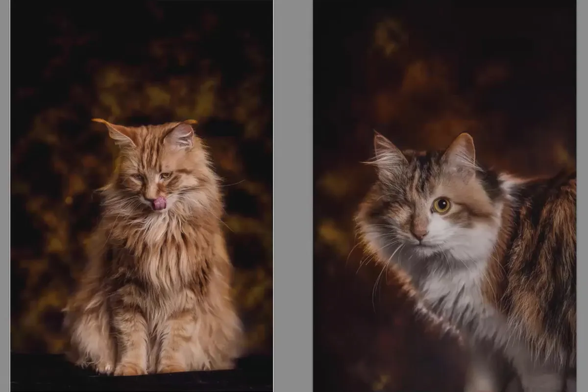 Epische Katzenporträts selbst fotografieren – 6 Die Bildbearbeitung, Teil 3/3