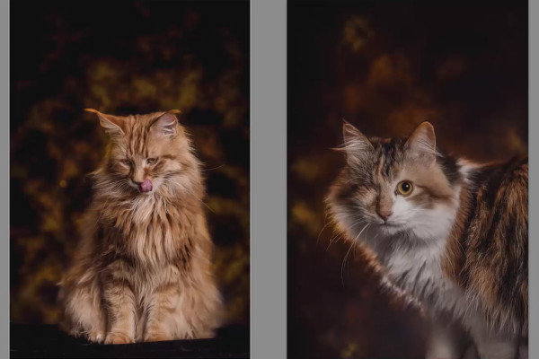 Epische kattenportretten zelf fotograferen - 6 De beeldbewerking, Deel 3/3