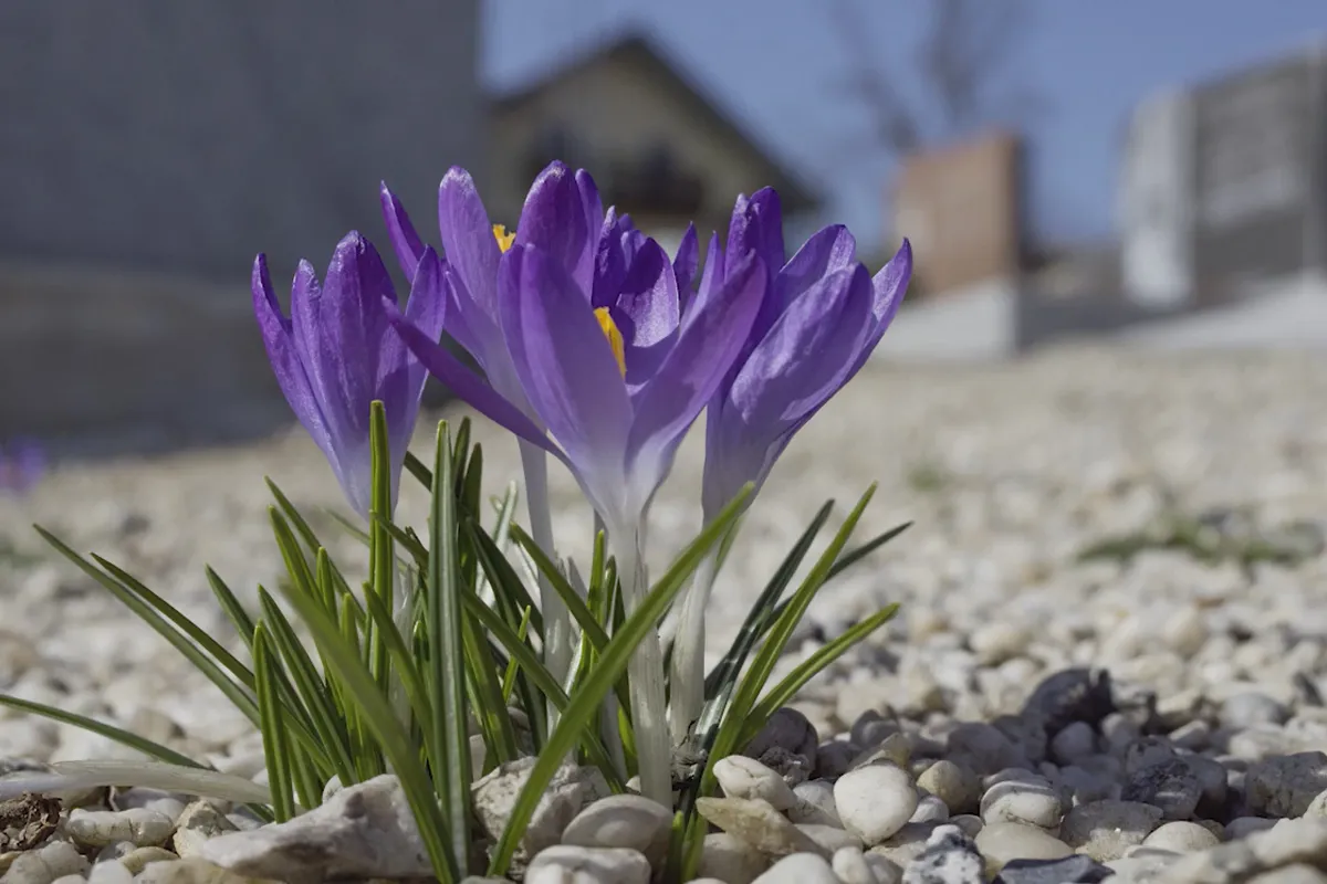 Digitale Kameras verstehen – Digitale Fotografie lernen – 06 Vollautomatische Aufnahmen