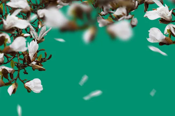Images with blossoms on branches and falling petals of white magnolias