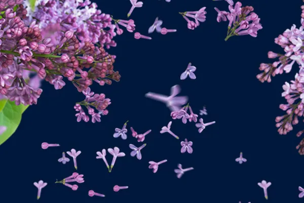 Bilder mit fallenden Fliederblüten vor transparentem Hintergrund