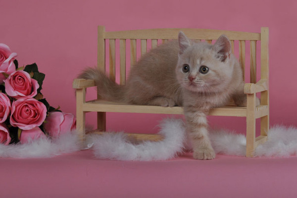 Fotografía de animales parte 07: Fotografía de gatos