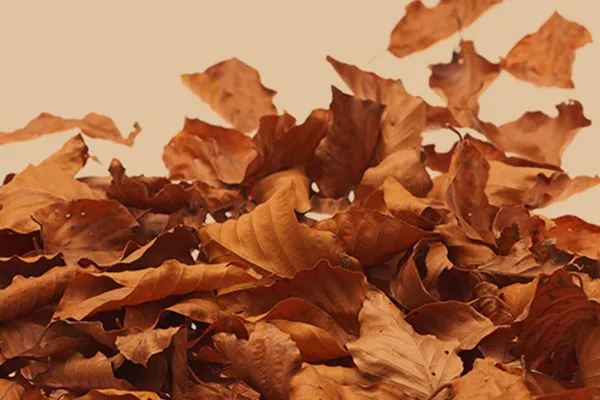 Hochaufgelöste Bilder, Texturen & Overlays: Herbstblätter, Laubhaufen 6