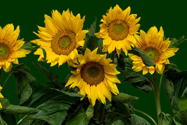 Afbeeldingen met meerdere en enkele zonnebloemen aan de steel.