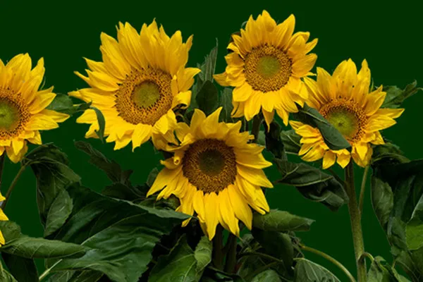 Bilder mit mehreren und einzelnen Sonnenblumen am Stängel