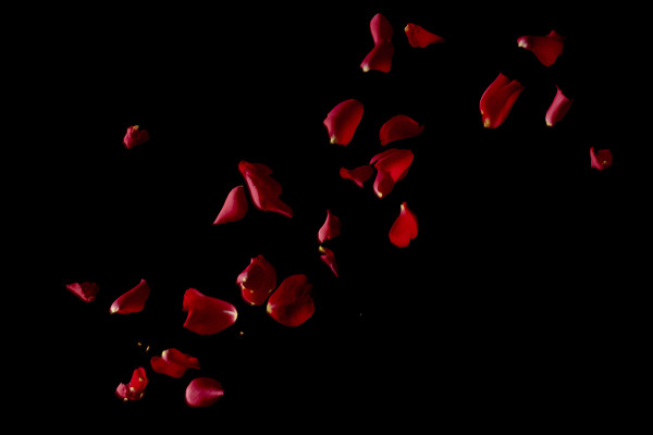 Images, textures & superpositions haute résolution : pétales de roses tombants de roses rouges 7