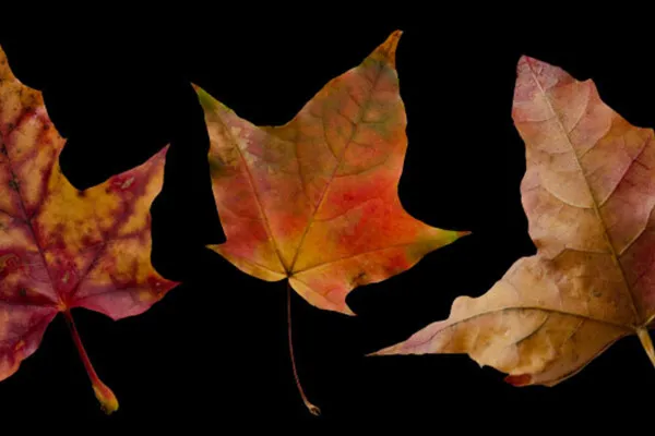 Cropped fall leaf photos: from rust red to rust brown