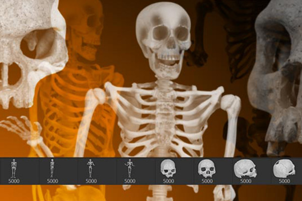 Halloween images as Photoshop brushes: skeletons and skulls