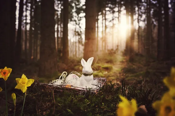 Picture with Easter eggs for magical Easter greetings: with bunny and nest in the forest