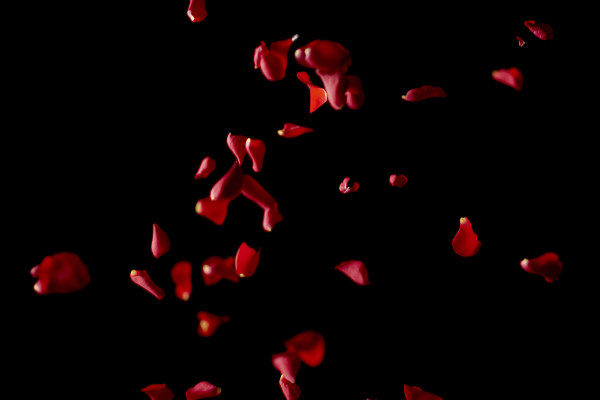 Images haute résolution, textures et superpositions : pétales de roses rouges en chute libre 8
