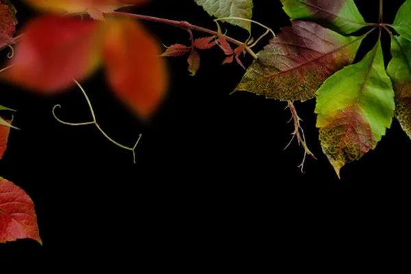 Herbstliche Fotorahmen: Rot und Braun