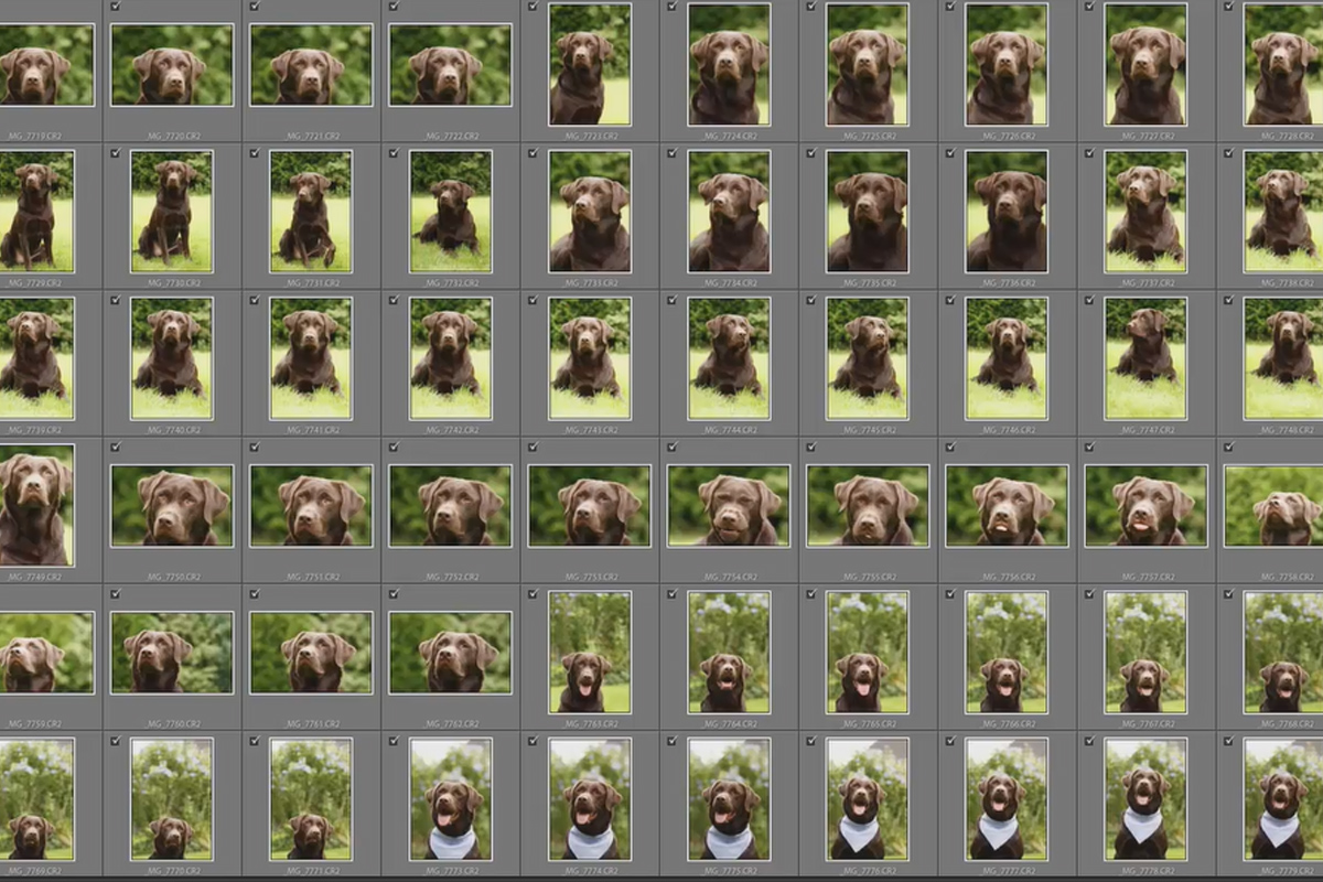 Adım adım: Açık havada köpek fotoğrafları – 8 Organizasyon