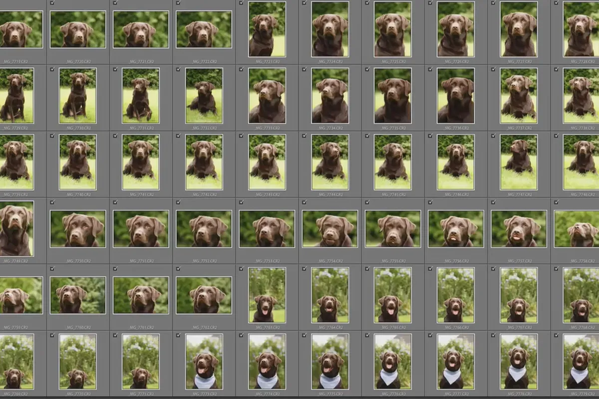 Schritt für Schritt: Hundefotos im Freien – 8 Organisation