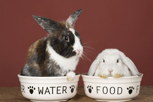 Fotografía de animales parte 09: Fotografía de animales pequeños