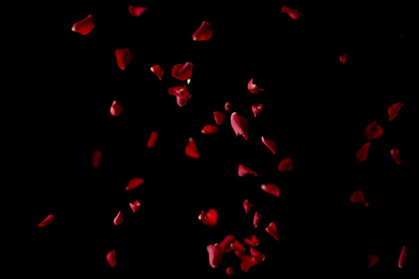Images, textures & overlays haute résolution : pétales de roses rouges qui tombent