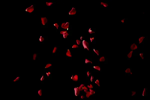 Hochaufgelöste Bilder, Texturen & Overlays: fallende Rosenblätter von roten Rosen 9